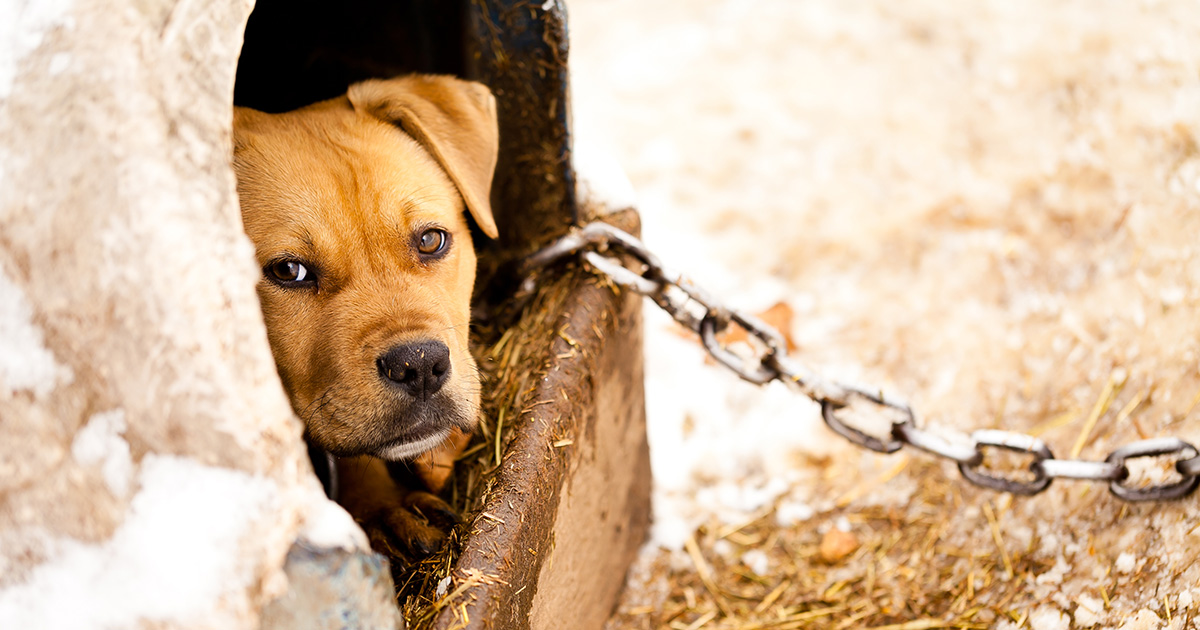 how many dogs die a year from abuse