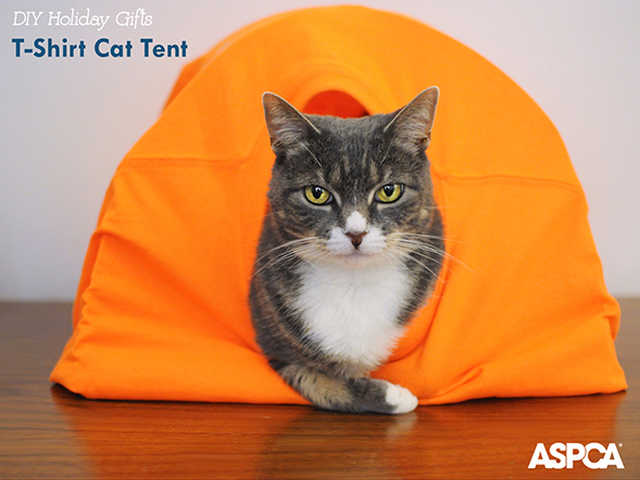 ASPCA Parents Holiday DIY Series: Create a Cozy Cat Tent