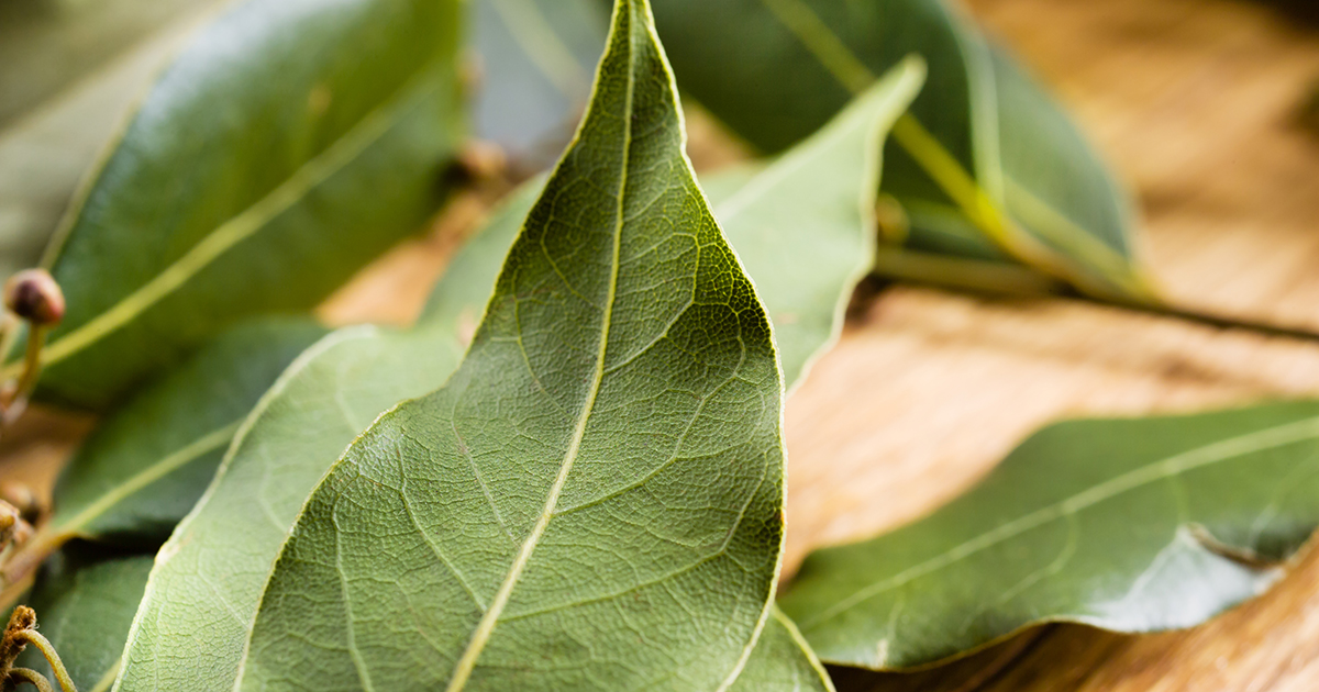 are bay leaves toxic to dogs and cats