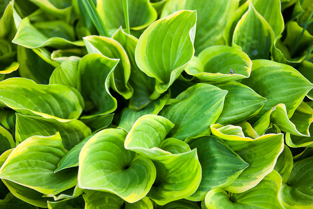 Are hosta plants poisonous to dogs Idea