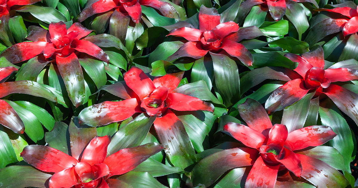 are bromeliad plants poisonous to dogs