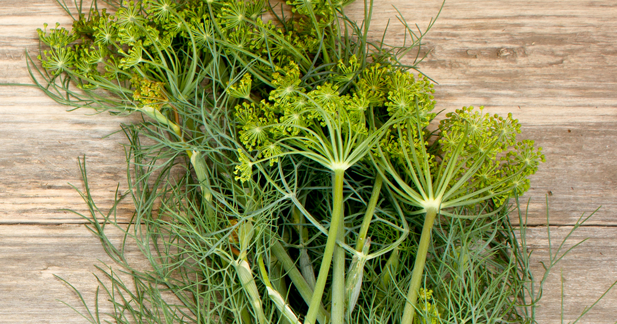 is fennel poisonous to dogs