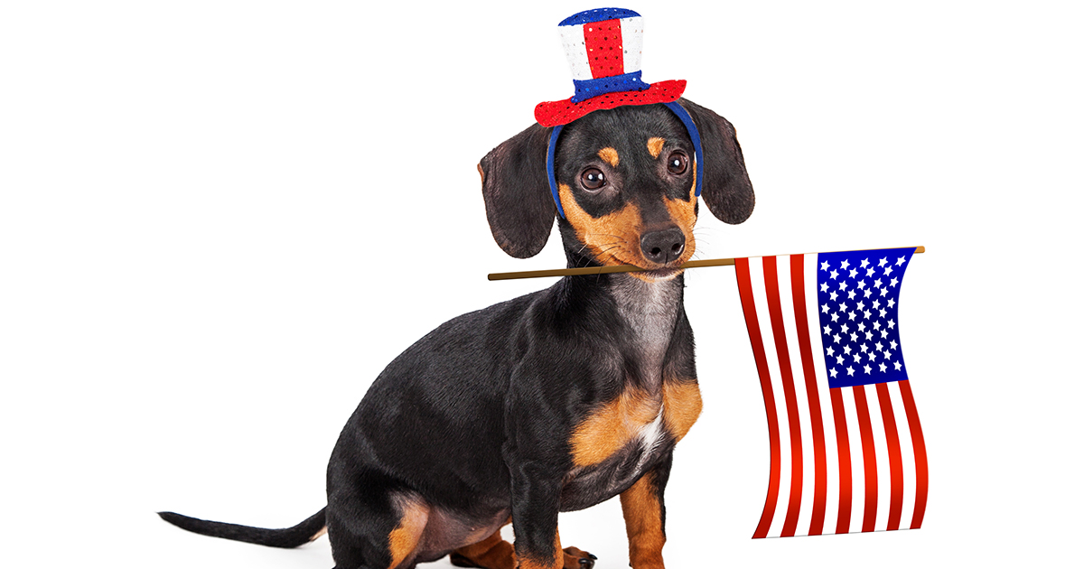 Your Vote Counts: Think of Animals This Election Day | ASPCA