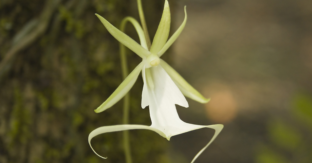 Is Ghost Leafless Orchid Toxic for Cats? 