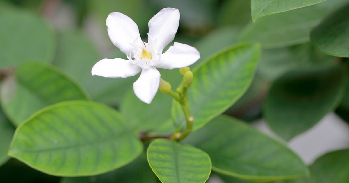 Are jasmine plants safe for sale dogs