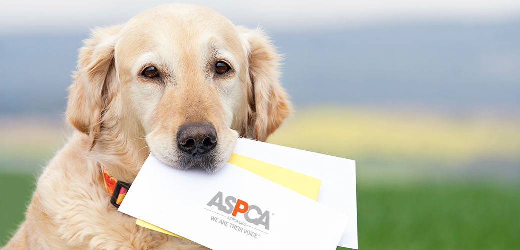 Printable Aspca Claim Form Printable Forms Free Online