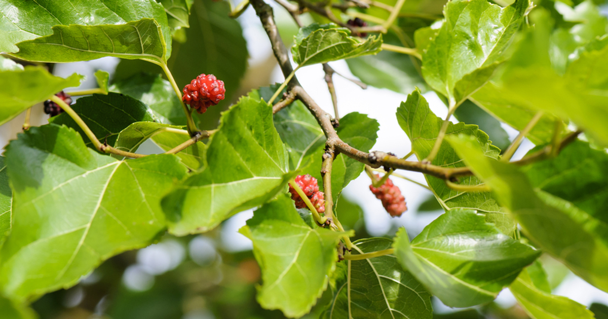 Mulberry Tree | ASPCA
