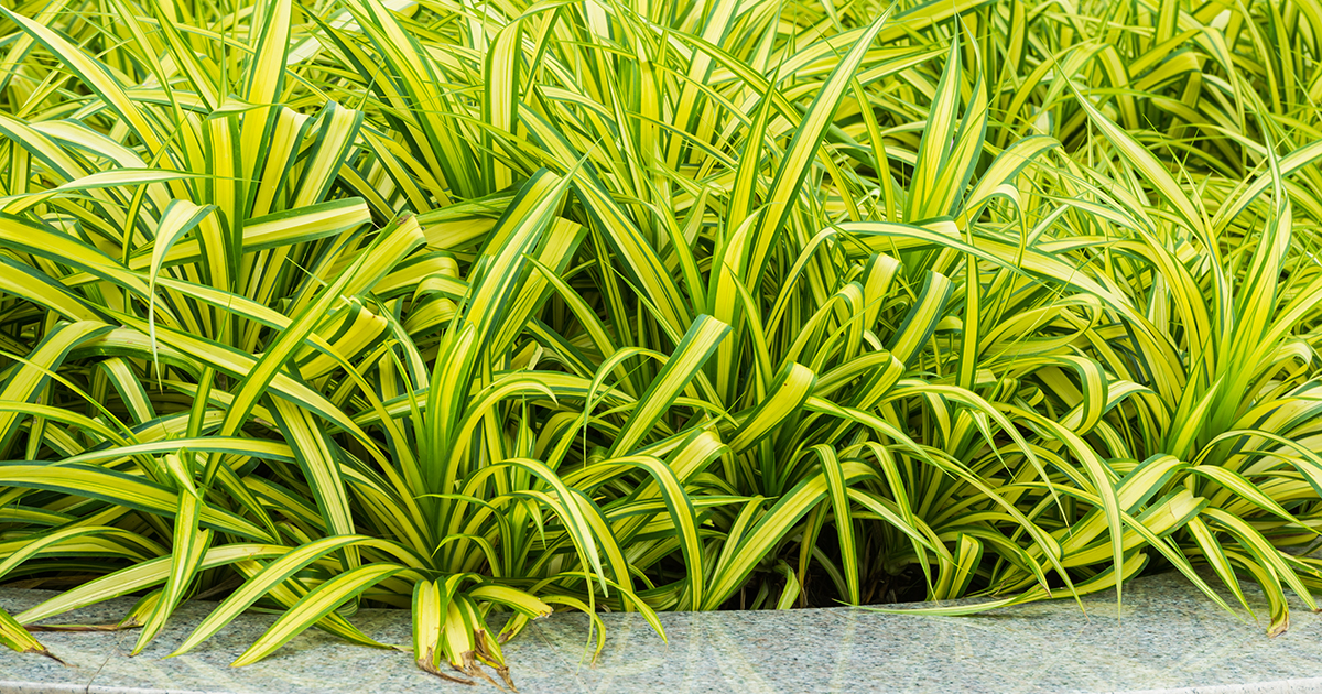 are spider plants bad for dogs