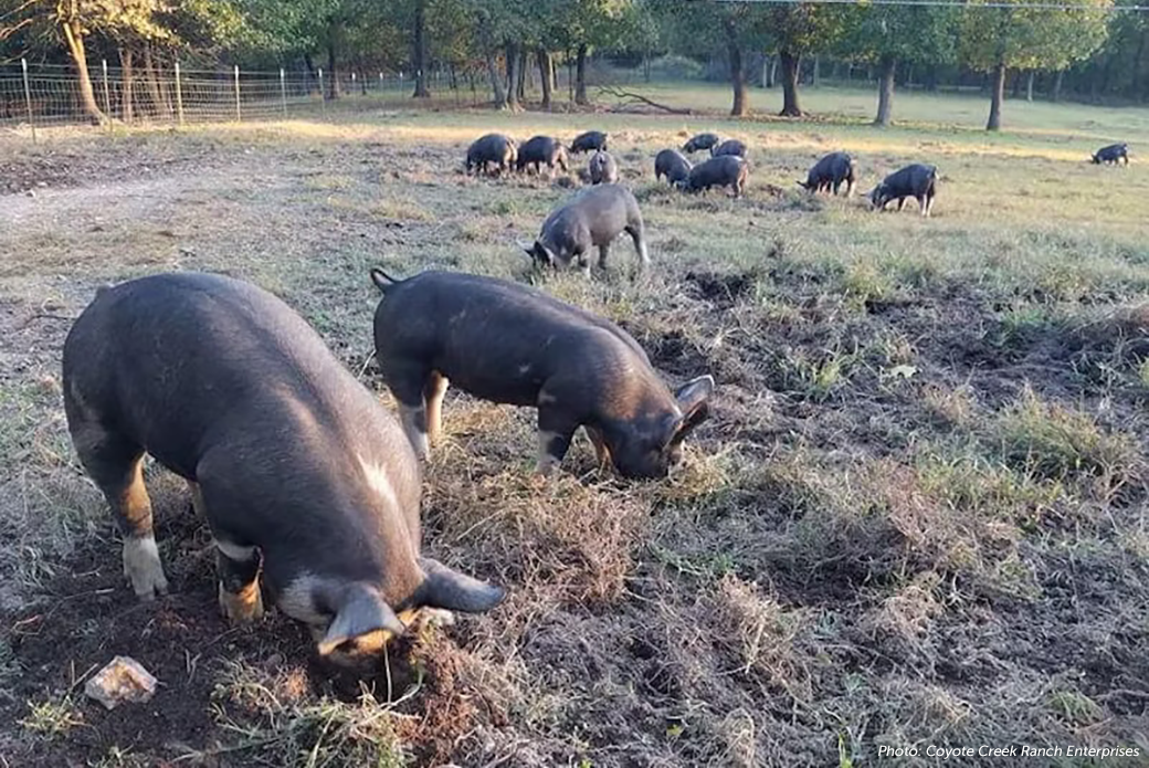 Coyote Creek Pigs