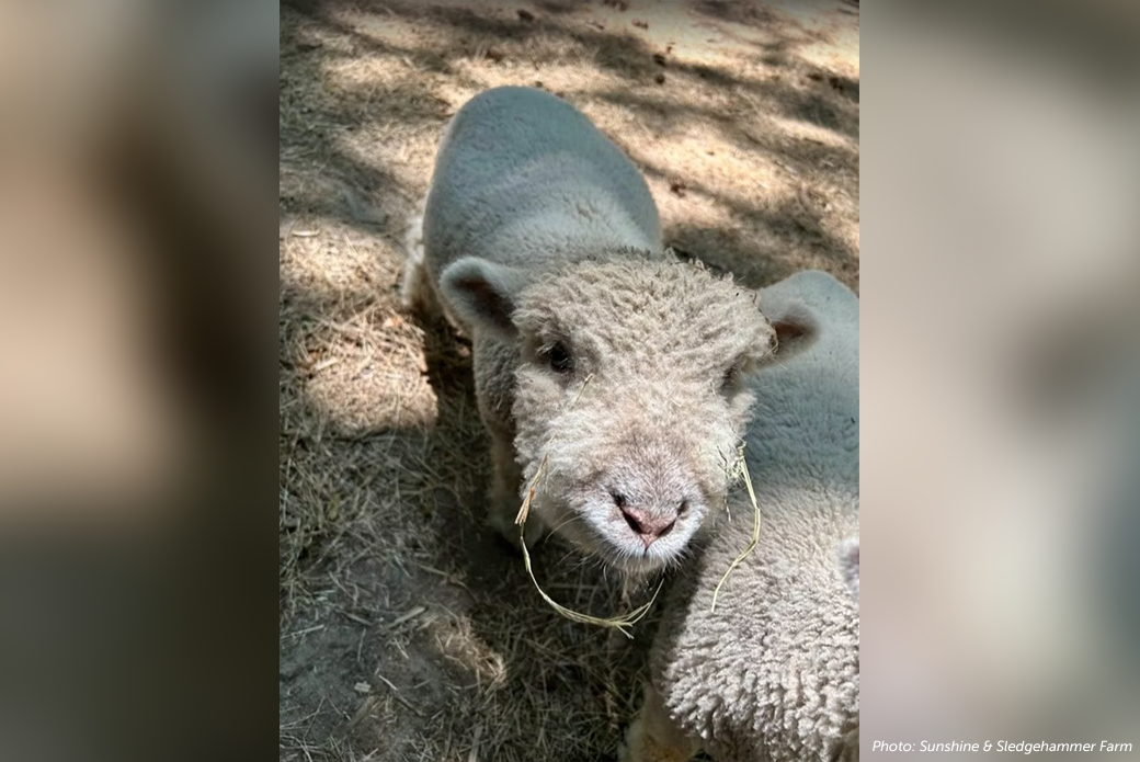 Sunshine & Sledgehammer sheep