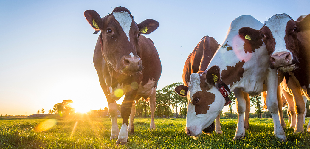 cows in a pasture