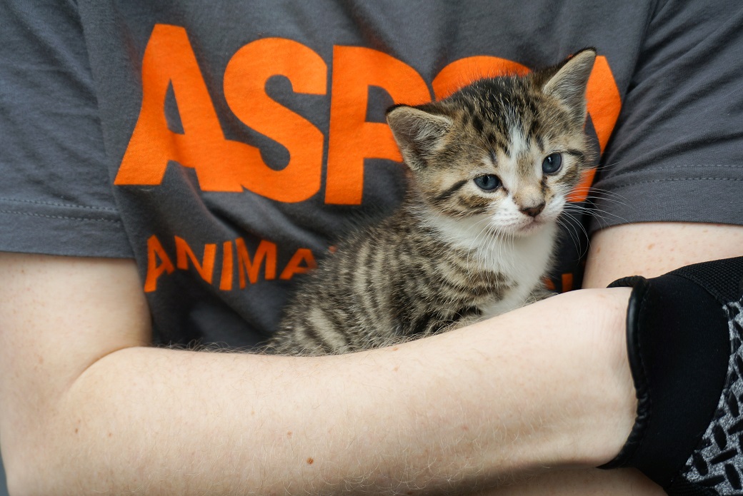 aspca volunteer holding a kitten