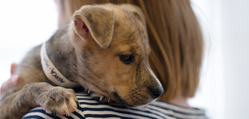 puppy injections cost pets at home