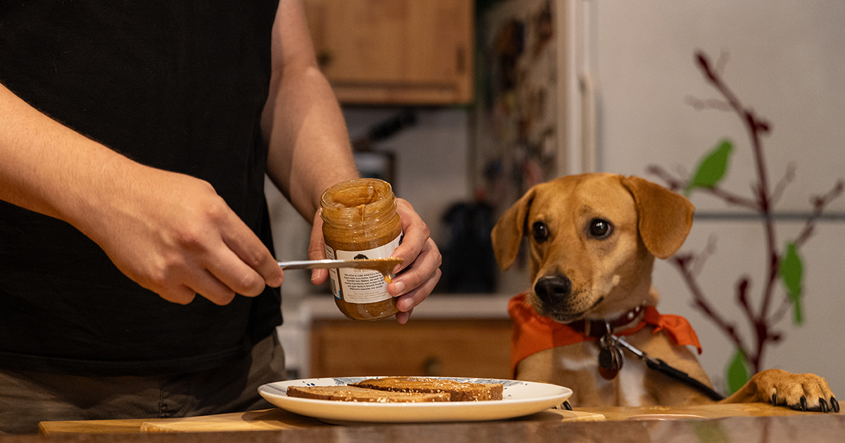 Is it bad for a puppy to eat dog food best sale