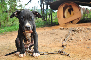 what is the punishment for dog fighting