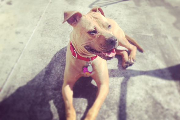 Brown pit bull laying down outside in the sun