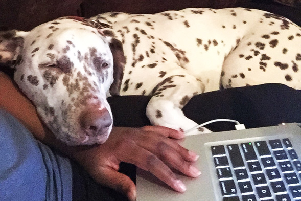 Brown spotted dalmatian resting head on man's hand