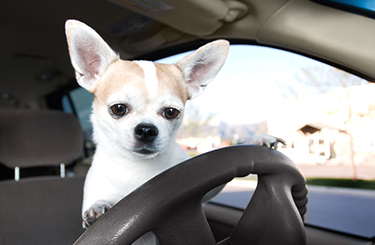 aspca subaru vip