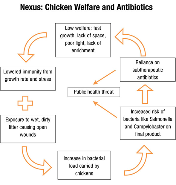 of cycle report providers health for end allied the Selective Breeding Chicken Growing in Problem: A