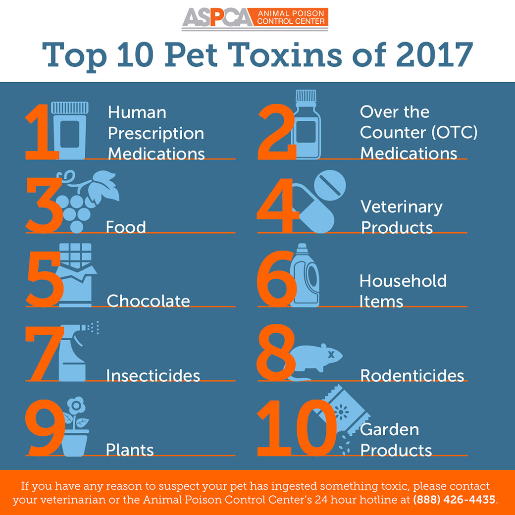 Announcing The Top Pet Toxins Of 17 Aspca