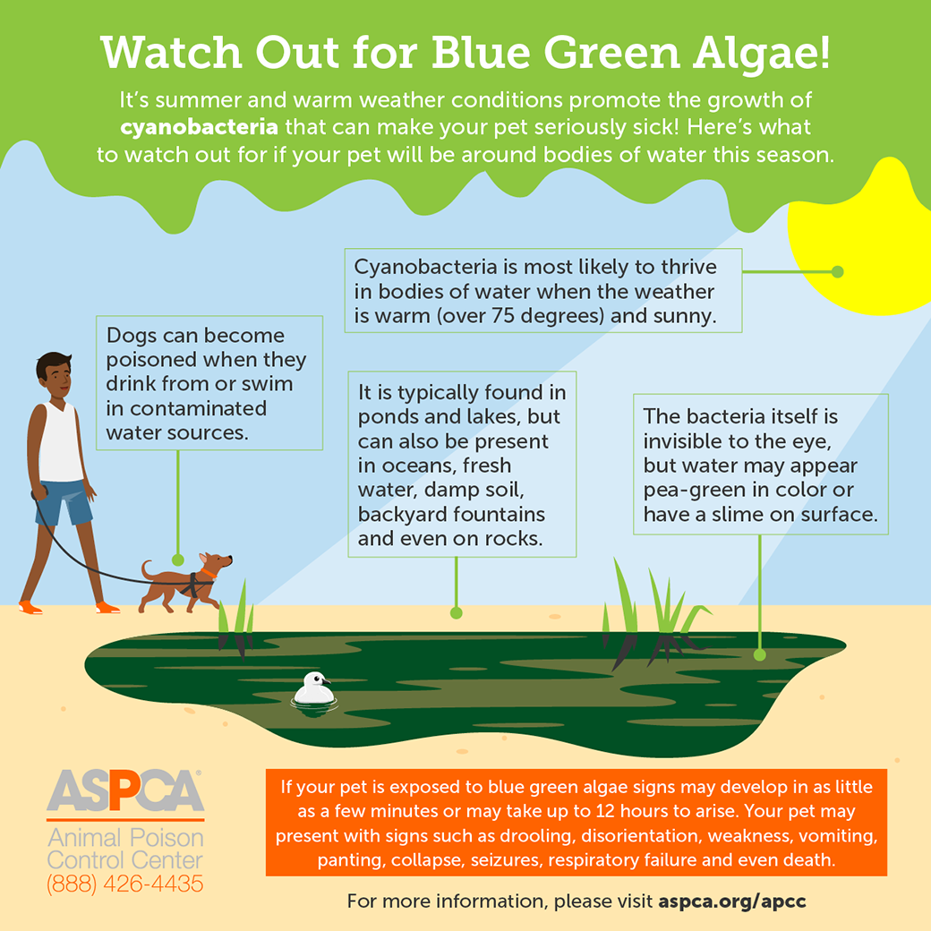 BEWARE: Signs and Symptoms of Blue-Green Algae Intoxication