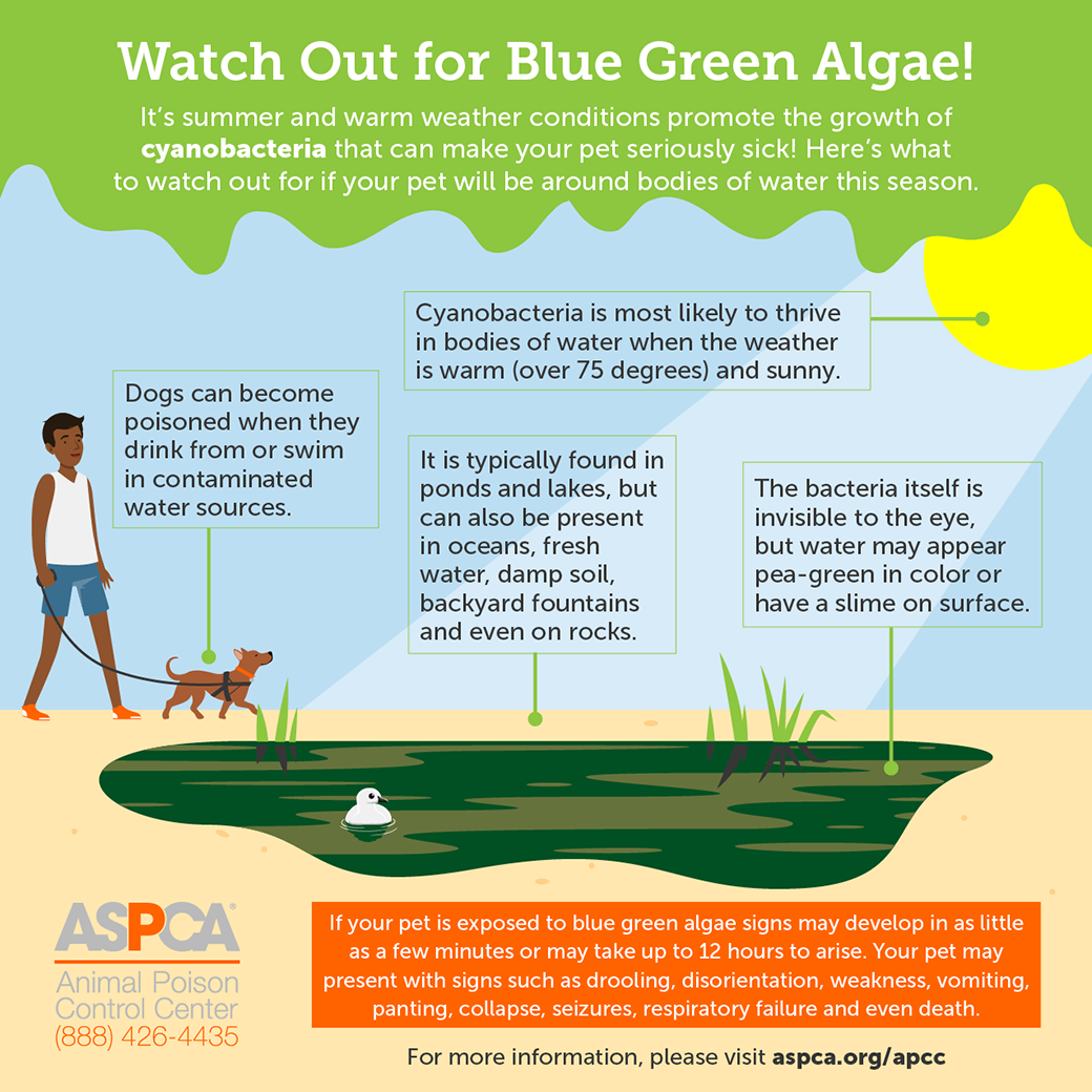 What Is Blue Green Algae And Why Is It Dangerous ASPCA