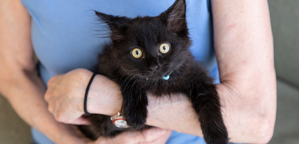 a black kitten being held by a woman in a light blue shirt
