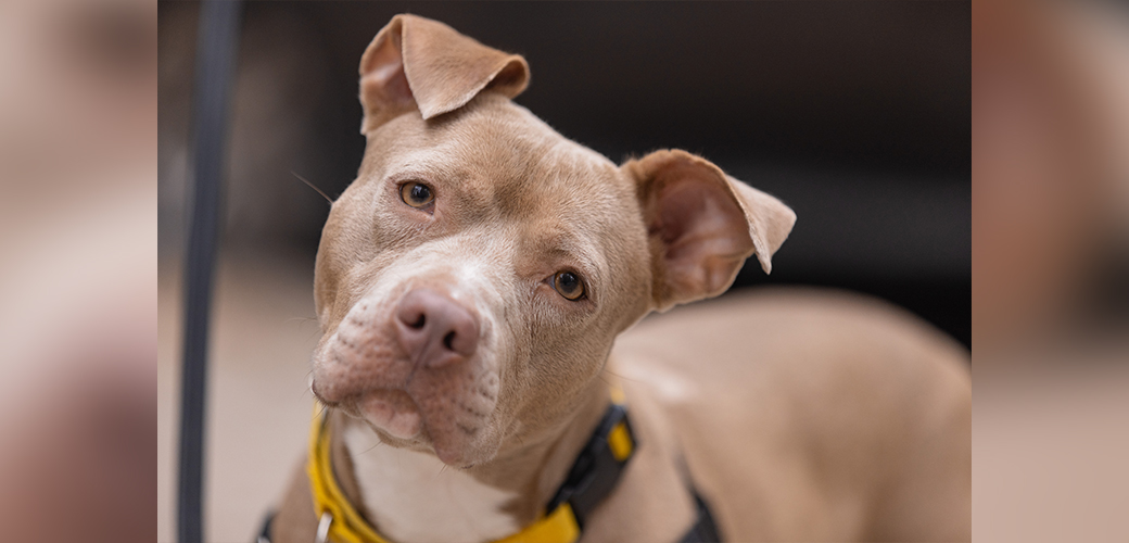 a dog with its head tilted