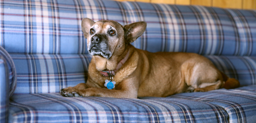 a brown dog on a blue plaid couch