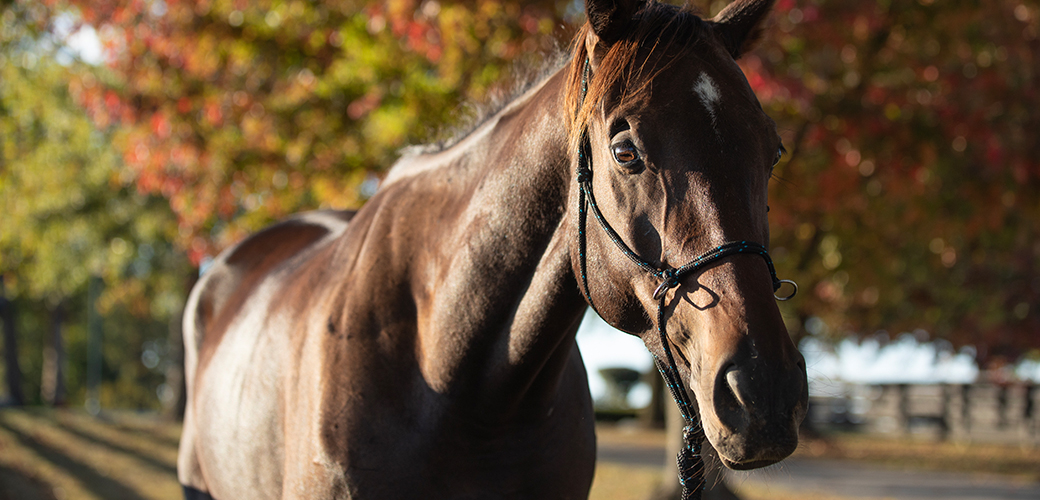 Horse in front of trees changing colors