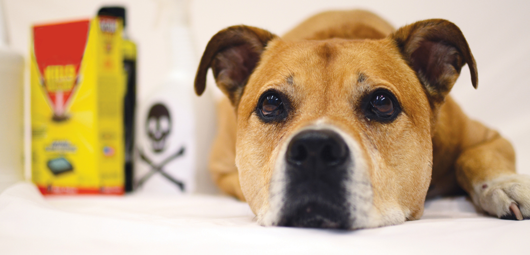 Pet Poisons Be Mindful Of These Household Products And Cleaning Agents Aspca
