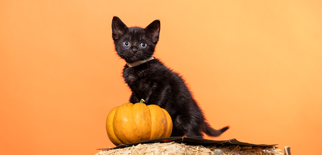 black kitten with a pumpkin on an orange background