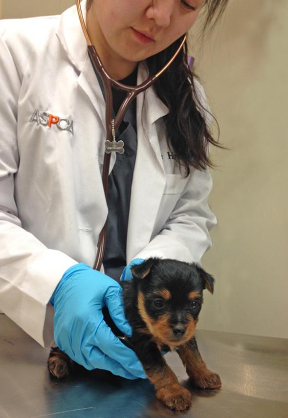 Aspca Cares For Yorkie Puppies Rescued By Nypd Aspca
