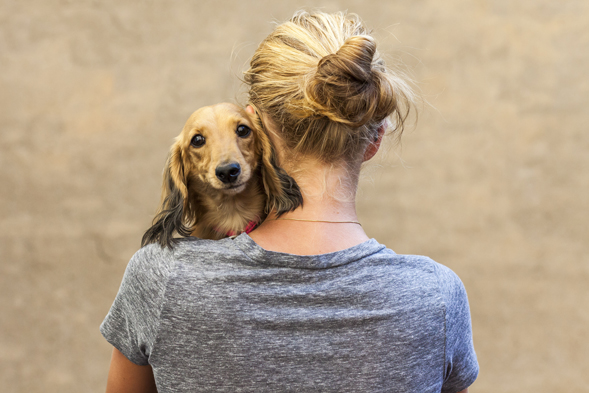 Dachshund being hugged by young woman