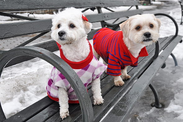 Two white dogs sitting on a park bench