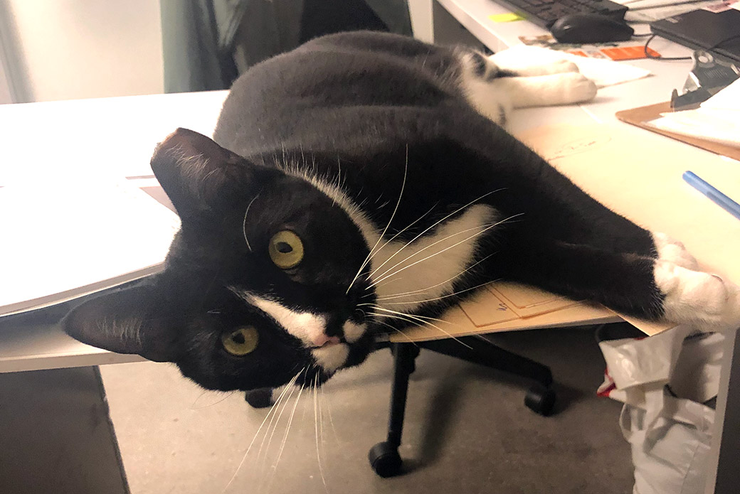 Aubrey laying on desk