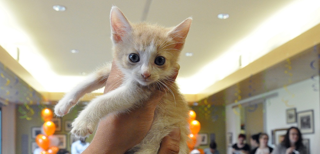 ASPCA Kitten Nursery Celebrates 1,000th Kitten 