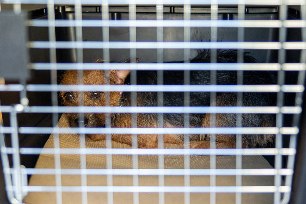 rescued dog in a carrier for transport