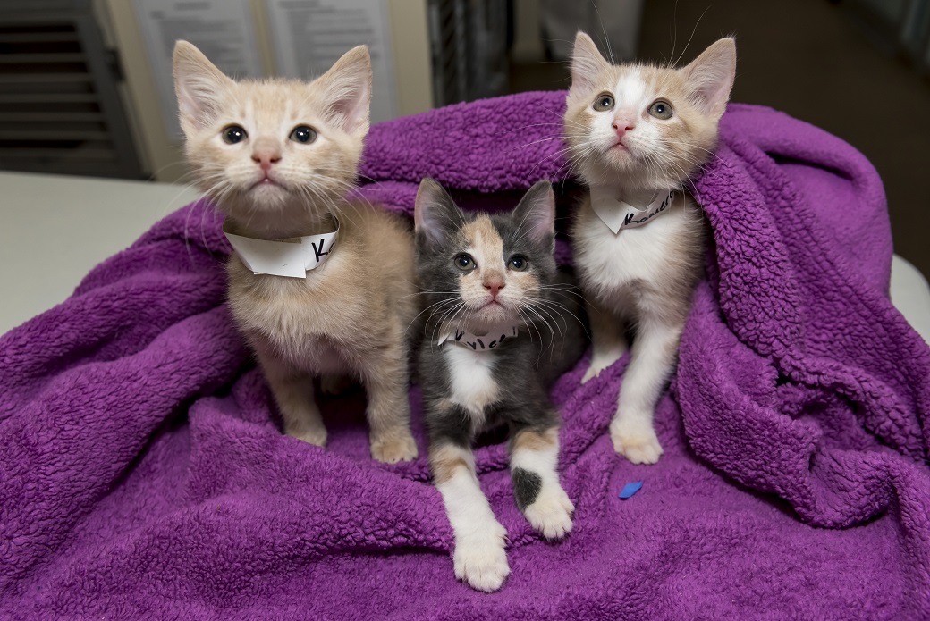 Three kittens in a blanket
