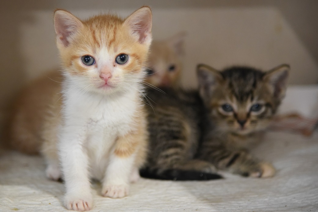 Aspca Kitten Nursery Celebrates Record Breaking Year Aspca
