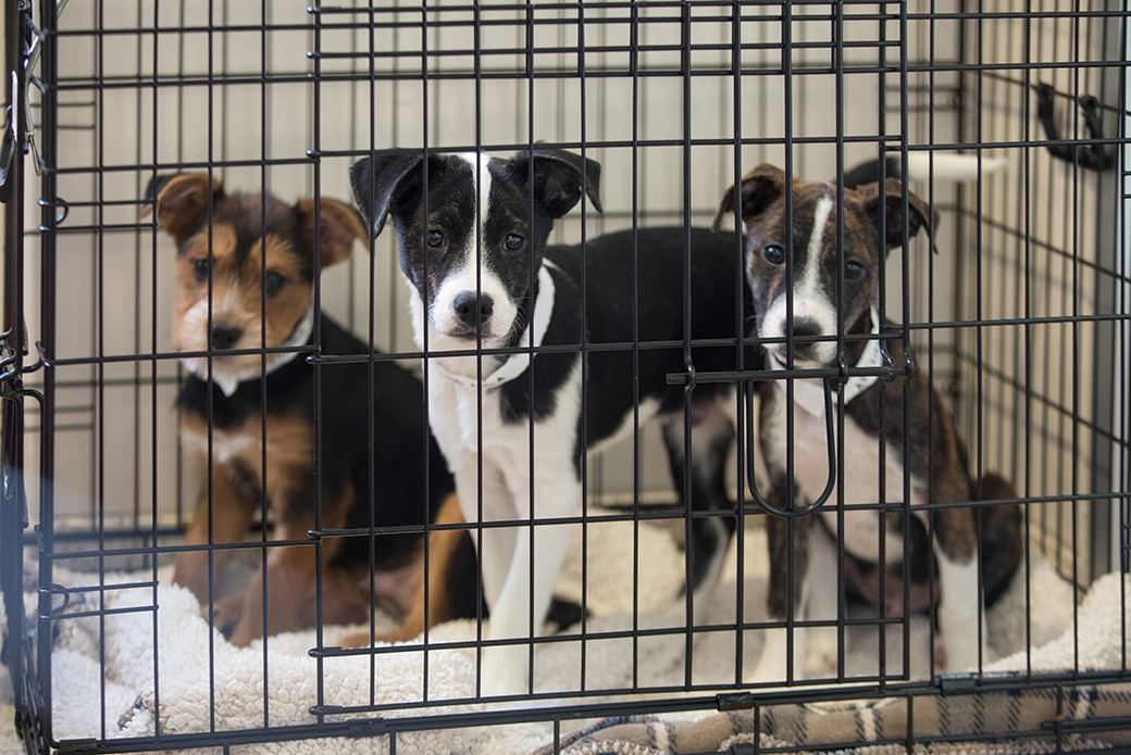 How Much Do Dogs Cost At A Animal Shelter At Margaret Cozart Blog