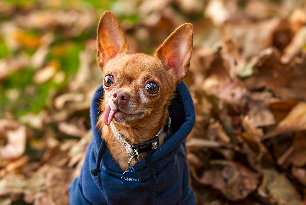 a chihuahua in a blue sweater in fall leaves