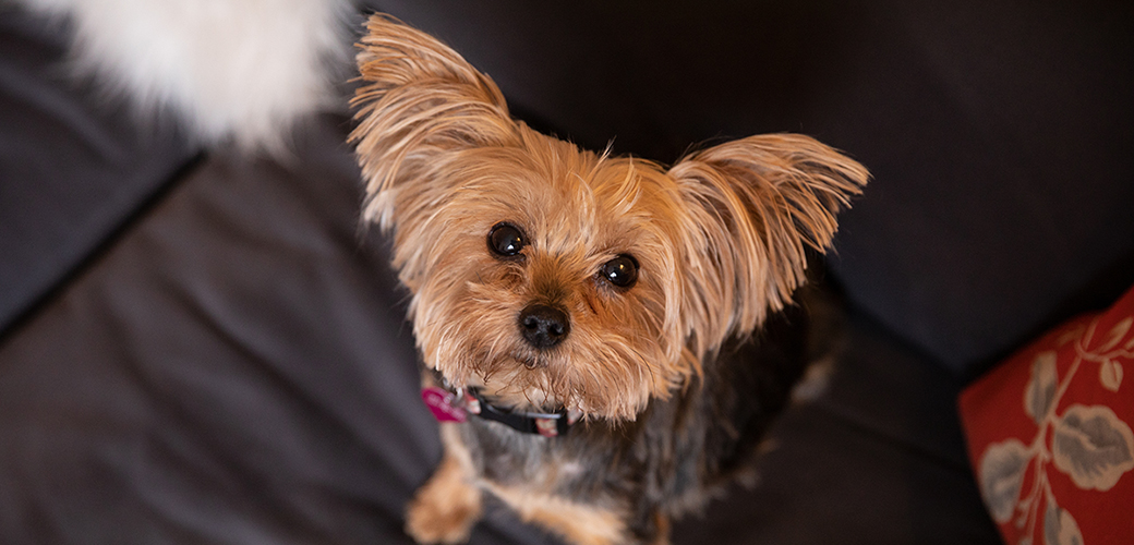 a yorkie looking up