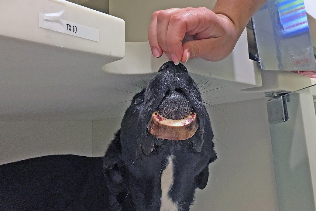A Bone To Pick One Dog Learns The Dangers Of Marrow Bones Aspca