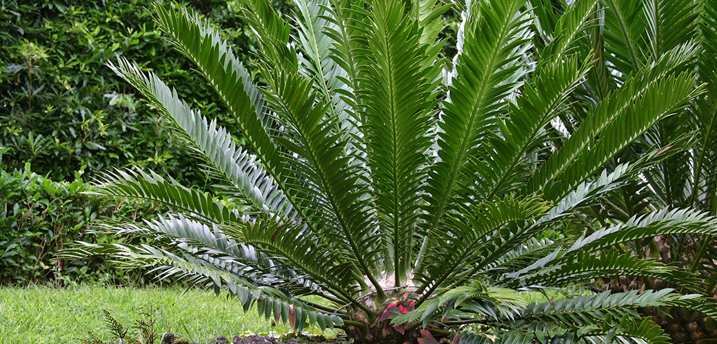 palm tree seeds toxic to dogs