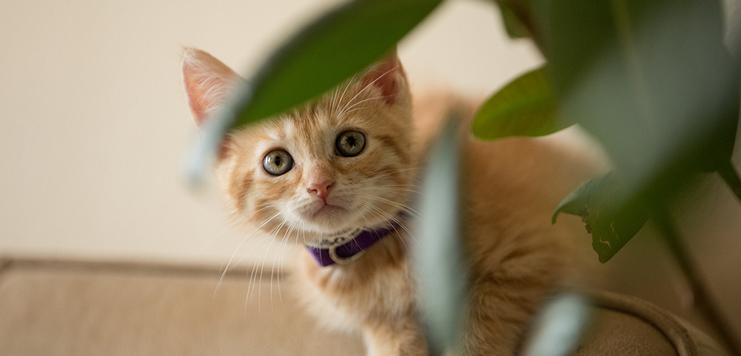 a kitten hiding behind a plant