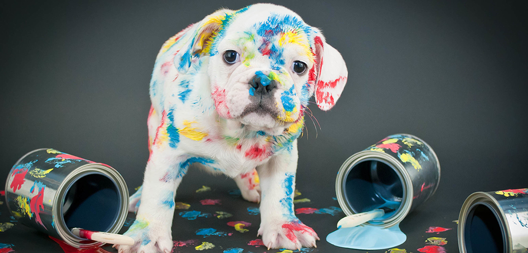 dog licked wet paint