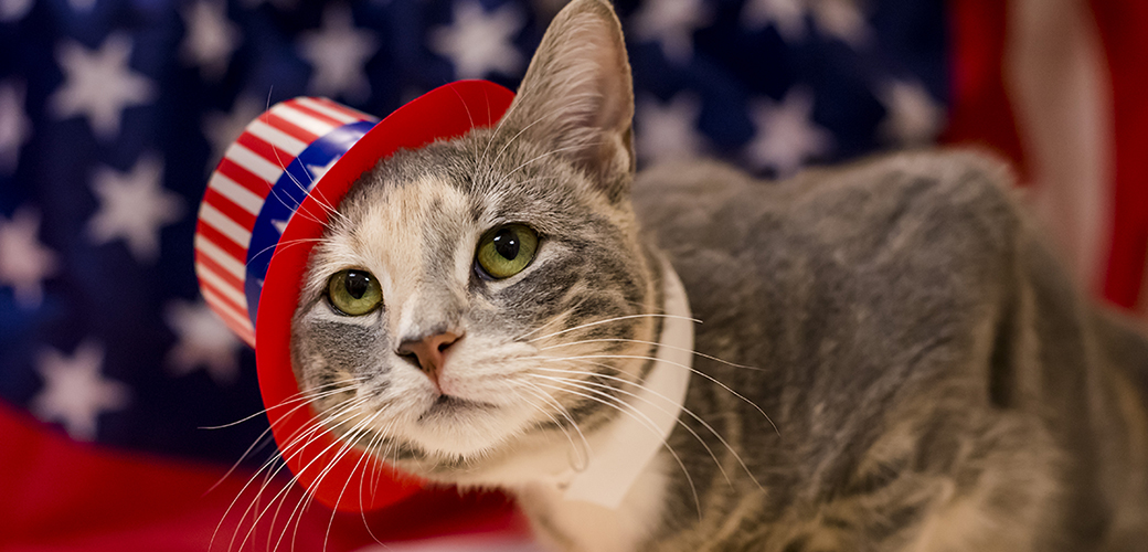 a cat with an american flag hat