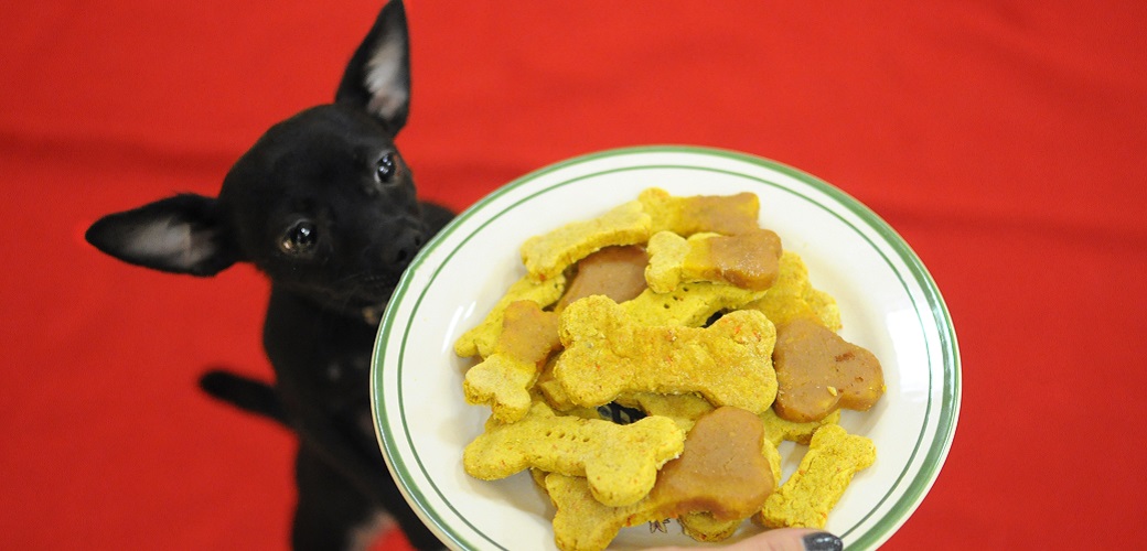 Dog Games to Play with Dog Treats (With things you already have )