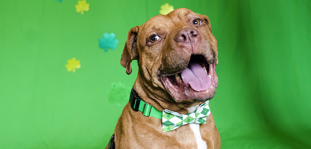 pitbull in a green bowtie